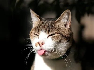 Показывает язык. Серый, пушистый кот показывает язык. Дразнится. Кот  хулиган Photos | Adobe Stock