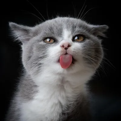 Почему кошки высовывают язык - Топ основных причин