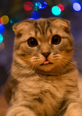 Кошка с высунутым языком - 71 фото