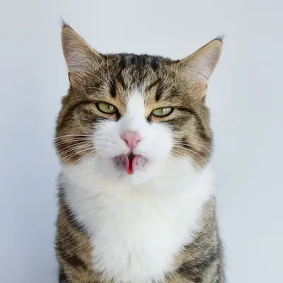 Почему кот показывает язык? | Мир домашних животных | Дзен