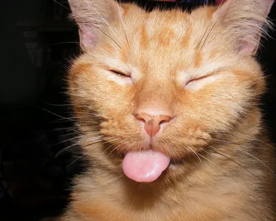 Почему кошки высовывают язык: зачем коты показывают кончик языка
