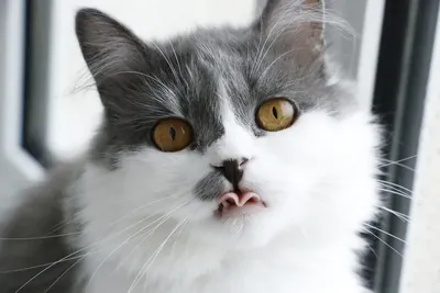 Не Довольный кот — показывает язык, …» — создано в Шедевруме