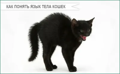 Почему кошки высовывают 🐈 язык - Мурчалкин