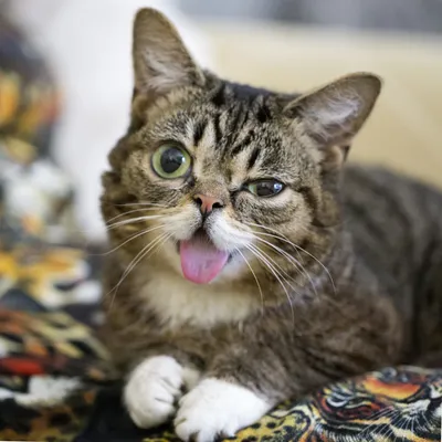 Кот показывает язык стоковое фото. изображение насчитывающей мило - 93124610