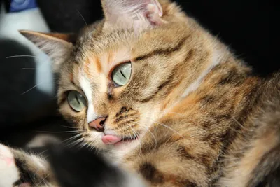 Котик с языком - 72 фото
