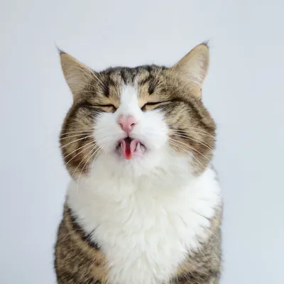 Почему кошки высовывают язык? Это норма или надо лечить
