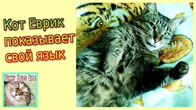 Котик с косыми глазами - 78 фото