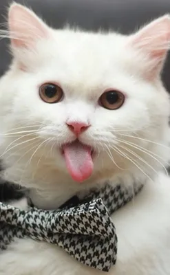 Какая смешная моська! Почему кошка показывает вам язык