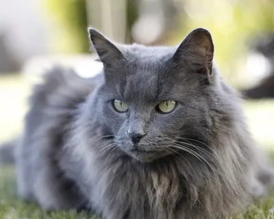 Нибелунг (Nebelung) — очень редкая порода домашних кошек. Особенности  характера, фото, описание и отзывы владельцев о породе.