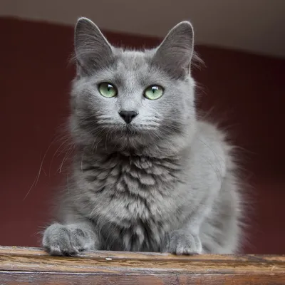 Кошка породы нибелунг— описание, характер, особенности содержания
