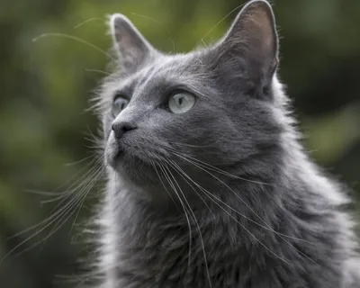 Нибелунг: все о кошке, фото, описание породы, характер, цена