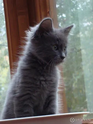Нибелунг кошка: фото, характер, описание породы