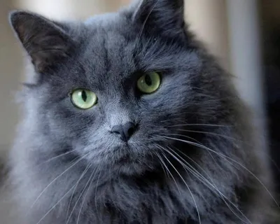 Портрет кошки породы нибелунг, очень…» — создано в Шедевруме