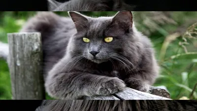 Породы длинношерстных кошек с фотографиями и названиями котов