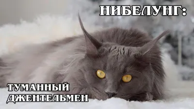 Пропал кот Миша в Можайске: нибелунг/русский голубой, серый, 1,5 года,  Московская улица, 9, +7 915 359-98-52 | Pet911.ru