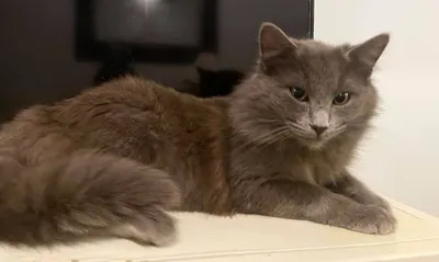 Роскошный красавец нибелунг Ротшильд в добрые руки — отдам даром кошку в  Москве