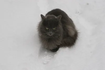 Нибелунг - описание породы кошек: характер, особенности поведения, размер,  отзывы и фото - Питомцы Mail.ru
