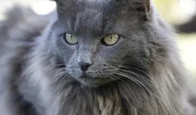 Нибелунг (Nebelung cat) - ЗВЕРОТЕКА.РУ