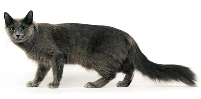Кошка Нибелунг ищет дом купить в Геленджике | Животные и зоотовары | Авито