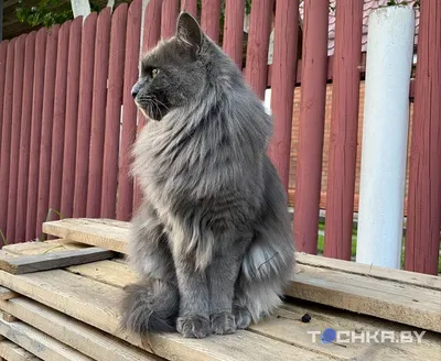 Котенок нибелунг (49 лучших фото)