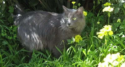 Нибелунг - кот из Vetland Adoption уже дома