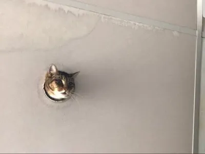 Кот порвал натяжной потолок фото 
