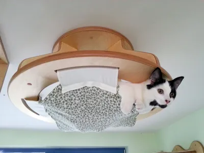Захотел перемен: кот испортил потолок, но совсем не сожалеет о содеянном