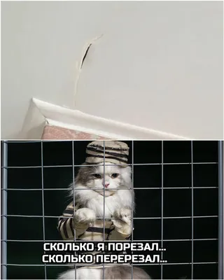 Кошка в натяжном потолке - картинки и фото koshka.top