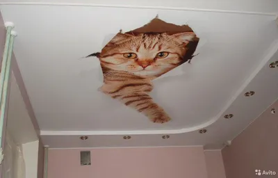 Коты и натяжные потолки - 92 фото