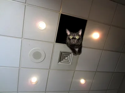 Кот в натяжном потолке - 67 фото