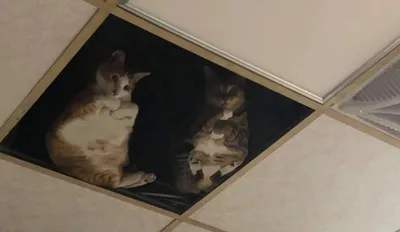 кот который порвал натяжной потолок｜TikTok Search