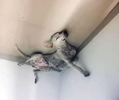 Кот в подвесном потолке - 71 фото