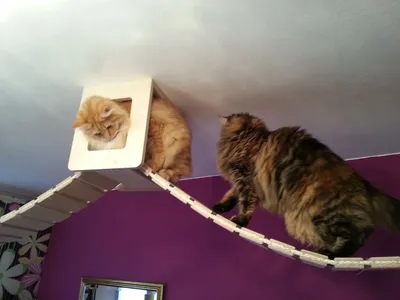 Кот в натяжном потолке (55 фото)