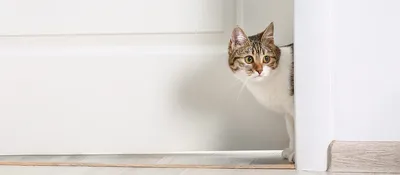 Кошка после кастрации: уход и поведение | Whiskas