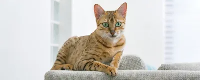 Кастрация взрослого кота: плюсы и минусы | Сеть ветеринарных клиник «Ветус»