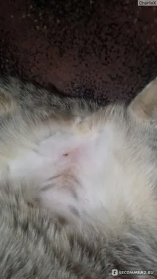 Уход за кошкой после стерилизации по дням: как ухаживать за животным после  операции