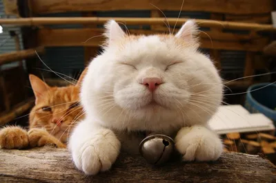 Красавец кот потягивается перед сном…» — создано в Шедевруме