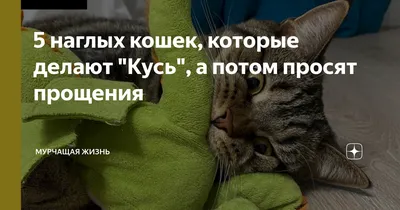 Как у нашего кота гости прощения просили | Luvlery.ru | Дзен