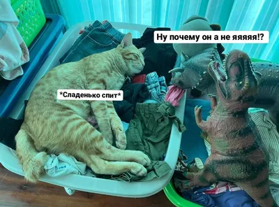 Кошка приходит в чужой дом по таким причинам | РБК Украина