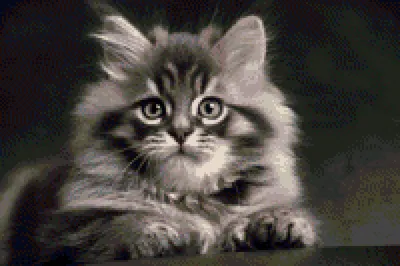Шалинский кот Пушок отстоял своё достоинство: Общество: Облгазета