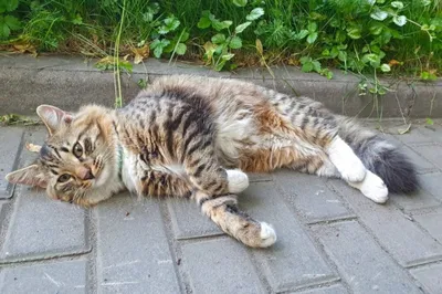 Мой любимый кот ПУШОК - Кот Пушок на Sibnet