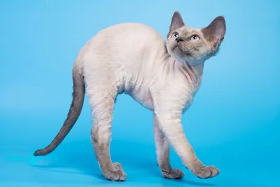 Девон-рекс кошка: фото, характер, описание породы