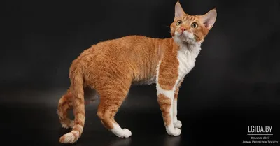 Купить котенка девон-рекс в питомнике IRRUS c фотографиями и ценами котят