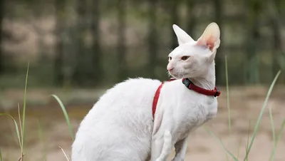 Порода кошек девон-рекс (описание, 25 фото) | Девон, Девон рекс, Глупые  кошки