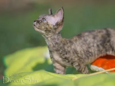 Селкирк-рекс - отличная порода кошек для семьи с детьми и другими домашними  животными.