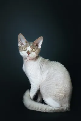 Обзор на кота Пряника / кот породы корниш рекс - YouTube