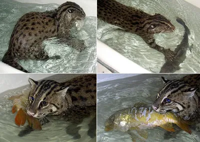 Кот рыбак , во весь рост , в …» — создано в Шедевруме