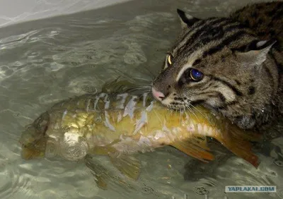 Виверровый кот-рыболов от Юганск за 04 декабря 2020 на Fishki.net