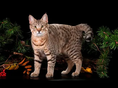 Жирный кот - Рысь, которую вырастила кошкомать | Facebook