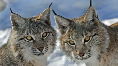 Взяла под опеку: рысь Алена из иркутского зоопарка воспитывает четырех  котят - KP.RU